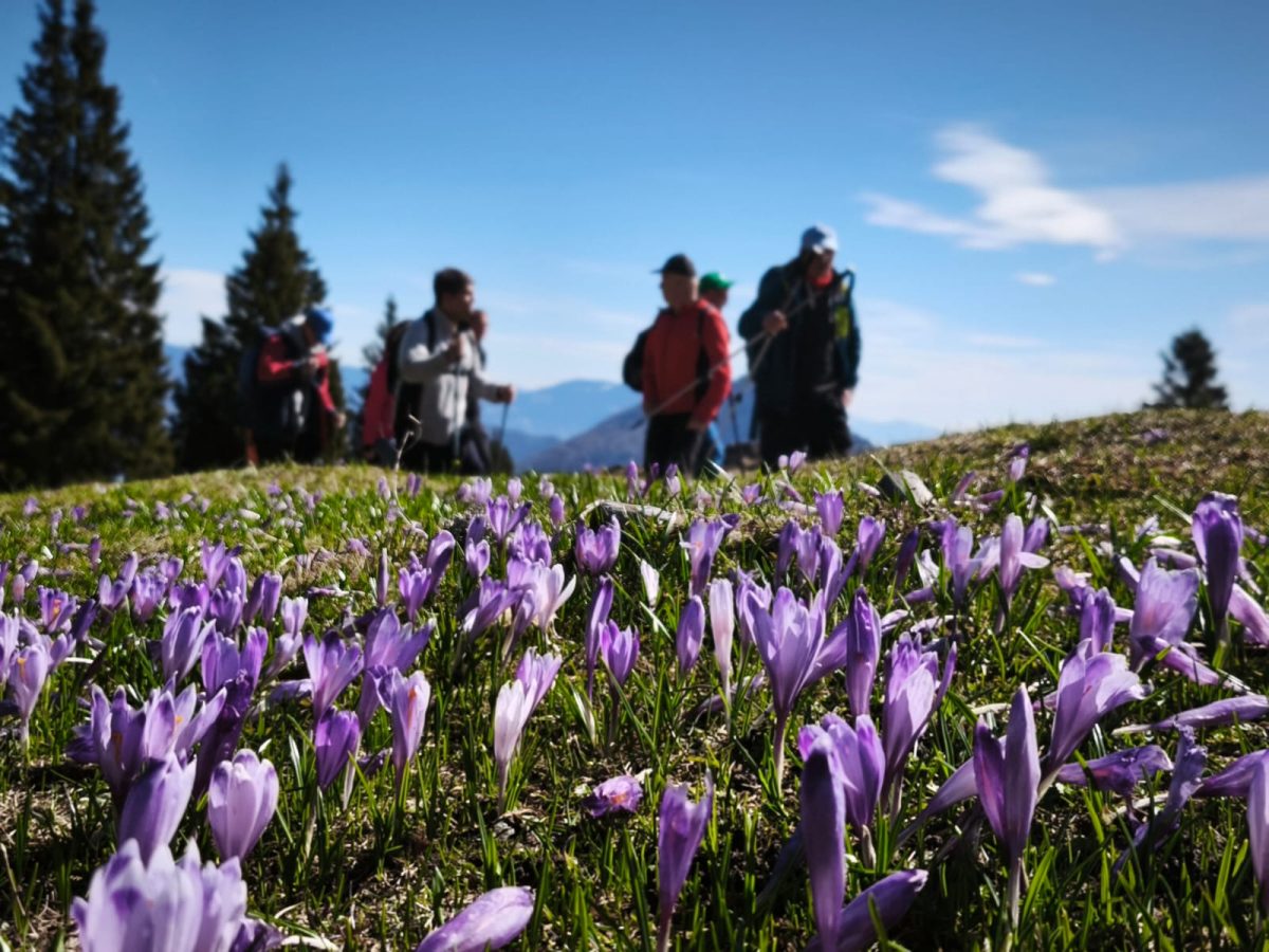 V ospredju cvetoči vijolični žafrani na Veliki planini, v ozadju skupina pohodnikov hodi po travniku pod modrim nebom.