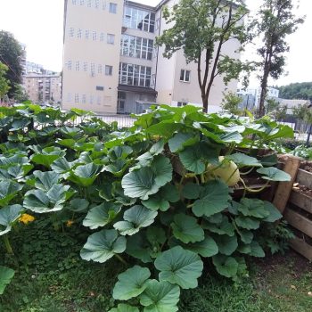 Buča velikanka v našem terapevtskem vrtu v Šiški.